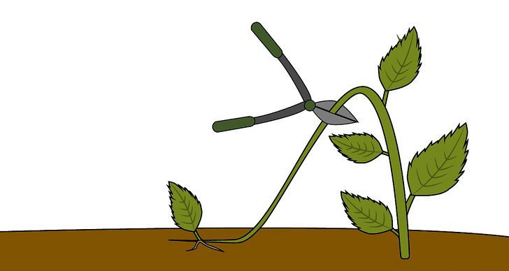 绣球花的四种繁殖方法(多图详解) 绣球花的四种繁殖方法(多图详解)