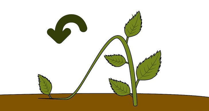 绣球花的四种繁殖方法(多图详解) 绣球花的四种繁殖方法(多图详解)