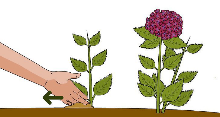 绣球花的四种繁殖方法(多图详解) 绣球花的四种繁殖方法(多图详解)