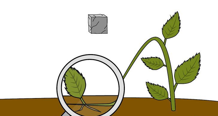 绣球花的四种繁殖方法(多图详解) 绣球花的四种繁殖方法(多图详解)