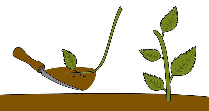 绣球花的四种繁殖方法(多图详解) 绣球花的四种繁殖方法(多图详解)
