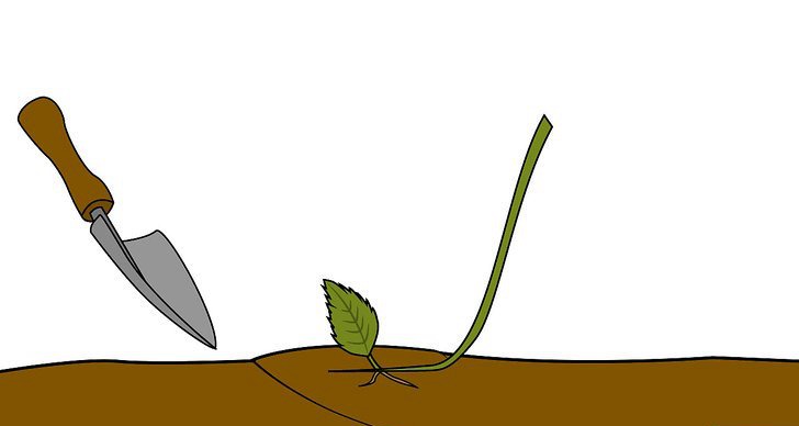 绣球花的四种繁殖方法(多图详解) 绣球花的四种繁殖方法(多图详解)