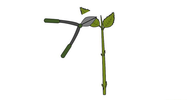 绣球花的四种繁殖方法(多图详解)(2/2) 绣球花的四种繁殖方法(多图详解)(2/2)