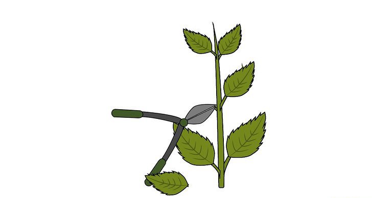 绣球花的四种繁殖方法(多图详解)(2/2) 绣球花的四种繁殖方法(多图详解)(2/2)
