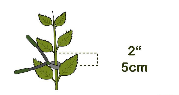 绣球花的四种繁殖方法(多图详解)(2/2) 绣球花的四种繁殖方法(多图详解)(2/2)