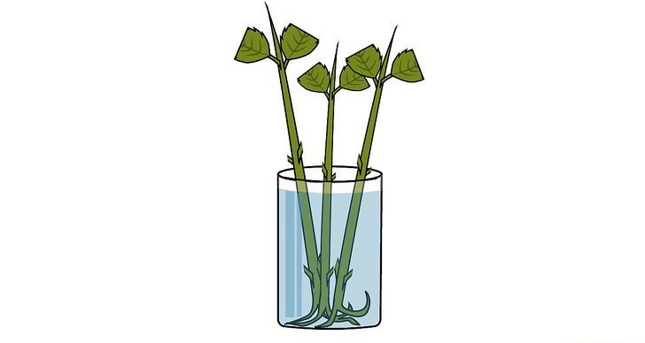 绣球花的四种繁殖方法(多图详解)(2/2) 绣球花的四种繁殖方法(多图详解)(2/2)