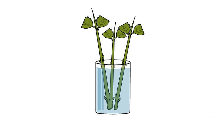 绣球花的四种繁殖方法(多图详解)(2/2) 绣球花的四种繁殖方法(多图详解)(2/2)