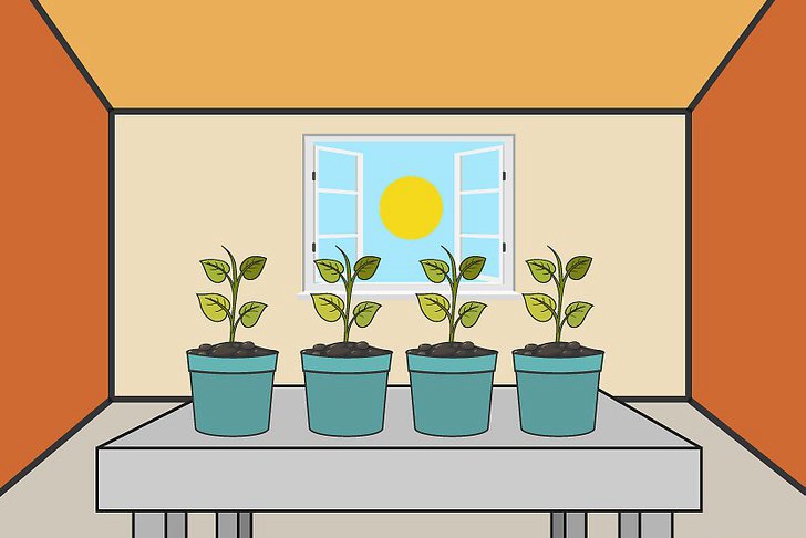 辣椒种子的育苗方法及种植技巧 辣椒种子的育苗方法及种植技巧
