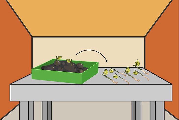辣椒种子的育苗方法及种植技巧 辣椒种子的育苗方法及种植技巧