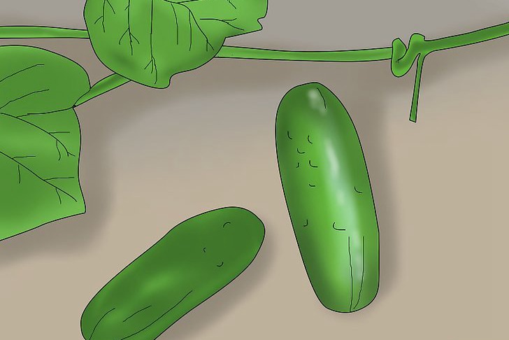 盆栽黄瓜的种植时间和种植方法 盆栽黄瓜的种植时间和种植方法