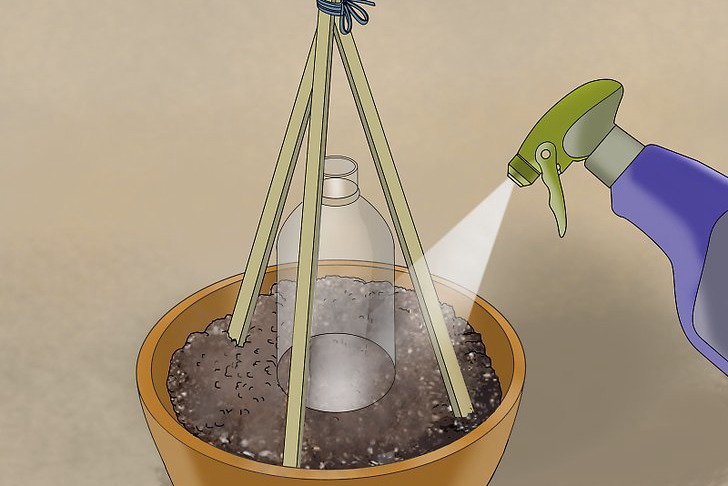 盆栽黄瓜的种植时间和种植方法 盆栽黄瓜的种植时间和种植方法