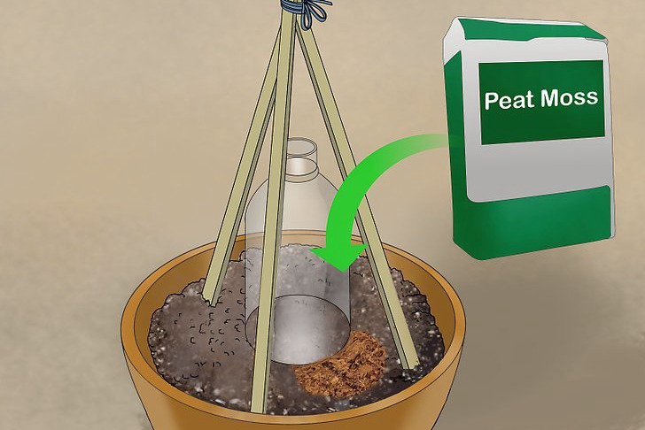 盆栽黄瓜的种植时间和种植方法 盆栽黄瓜的种植时间和种植方法