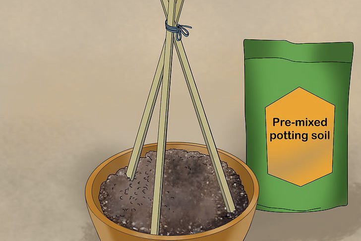 盆栽黄瓜的种植时间和种植方法 盆栽黄瓜的种植时间和种植方法
