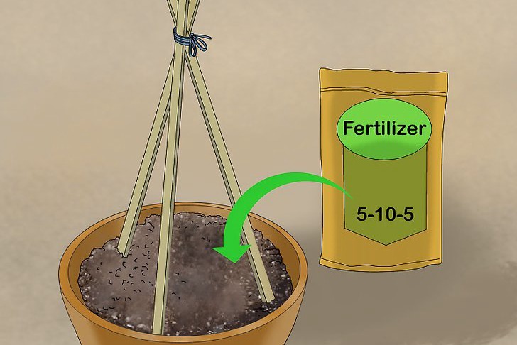 盆栽黄瓜的种植时间和种植方法 盆栽黄瓜的种植时间和种植方法