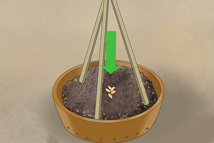 盆栽黄瓜的种植时间和种植方法 盆栽黄瓜的种植时间和种植方法