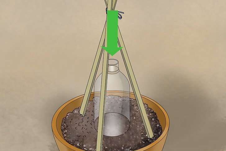 盆栽黄瓜的种植时间和种植方法 盆栽黄瓜的种植时间和种植方法
