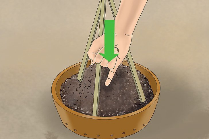 盆栽黄瓜的种植时间和种植方法 盆栽黄瓜的种植时间和种植方法