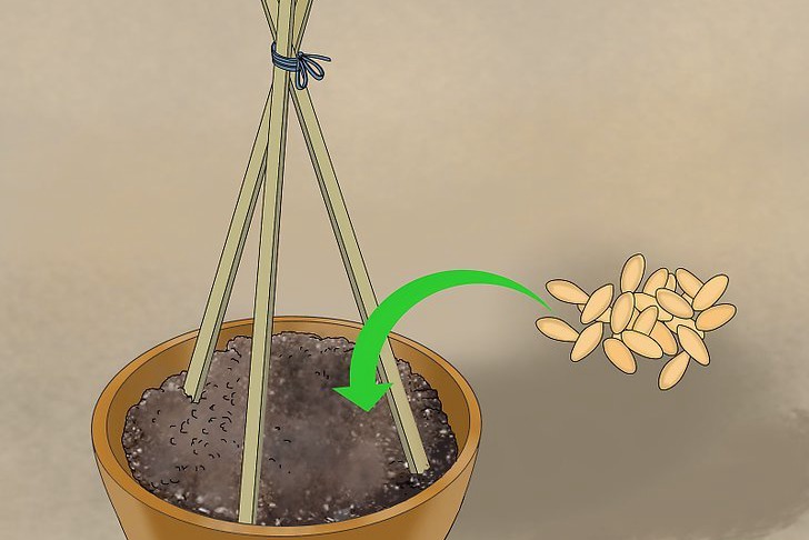 盆栽黄瓜的种植时间和种植方法 盆栽黄瓜的种植时间和种植方法