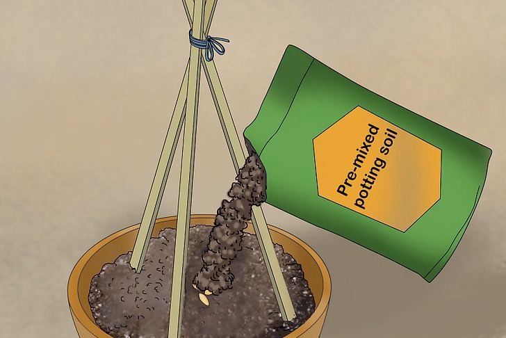盆栽黄瓜的种植时间和种植方法 盆栽黄瓜的种植时间和种植方法