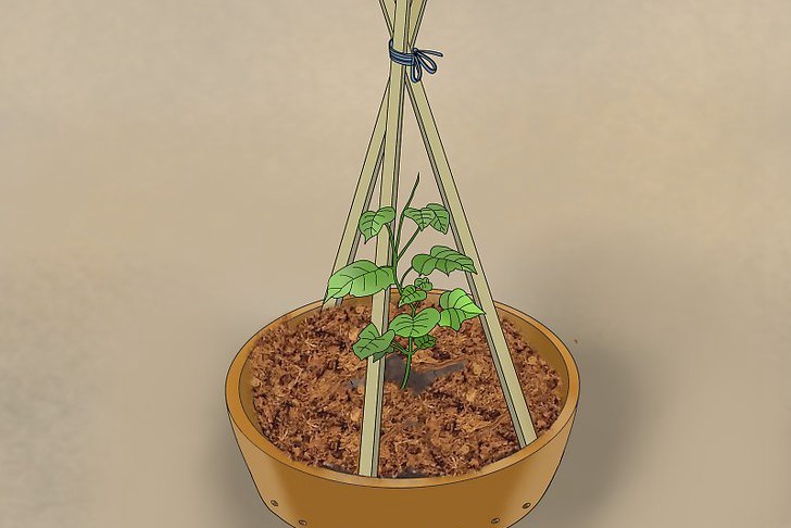 盆栽黄瓜的种植时间和种植方法 盆栽黄瓜的种植时间和种植方法