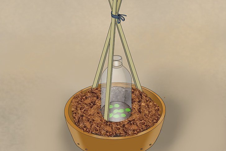 盆栽黄瓜的种植时间和种植方法 盆栽黄瓜的种植时间和种植方法