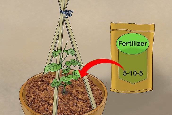 盆栽黄瓜的种植时间和种植方法 盆栽黄瓜的种植时间和种植方法