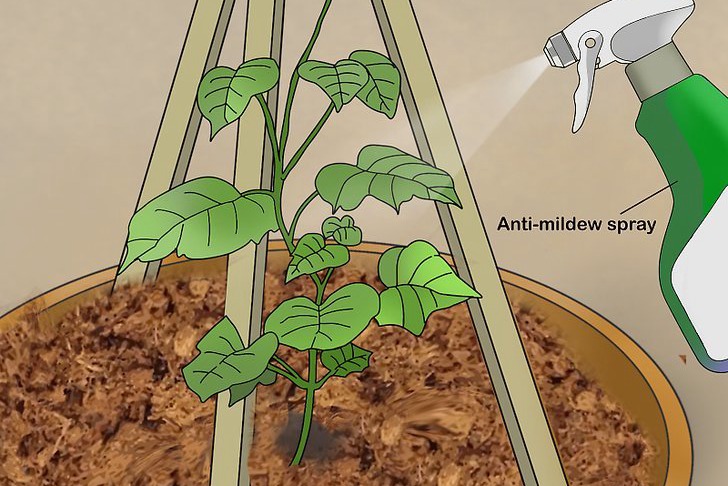 盆栽黄瓜的种植时间和种植方法 盆栽黄瓜的种植时间和种植方法