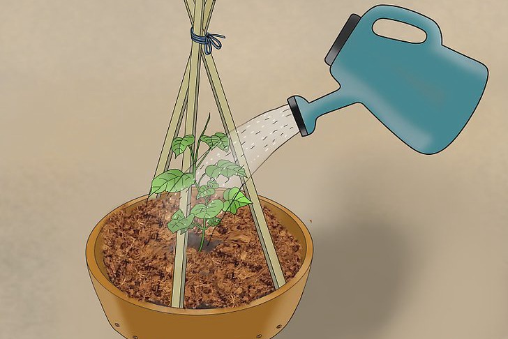 盆栽黄瓜的种植时间和种植方法 盆栽黄瓜的种植时间和种植方法
