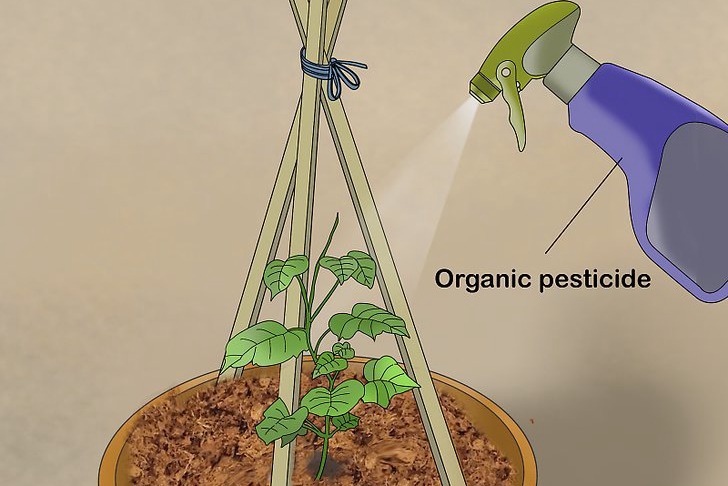 盆栽黄瓜的种植时间和种植方法 盆栽黄瓜的种植时间和种植方法