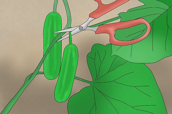 盆栽黄瓜的种植时间和种植方法 盆栽黄瓜的种植时间和种植方法