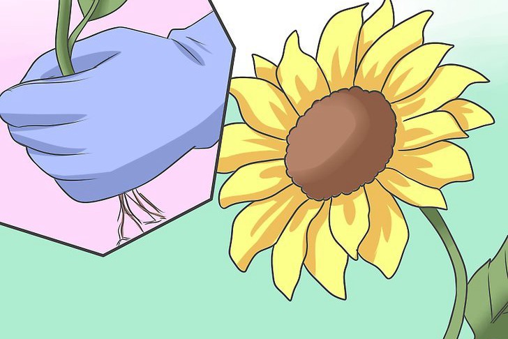 向日葵种子的播种方法 向日葵种子的播种方法