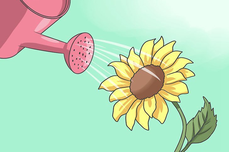 向日葵种子的播种方法 向日葵种子的播种方法