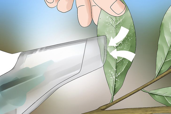 粉虱的四种防治方法 粉虱的四种防治方法