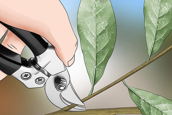 粉虱的四种防治方法 粉虱的四种防治方法