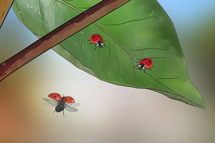 粉虱的四种防治方法 粉虱的四种防治方法