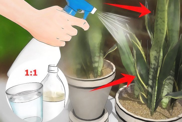 粉虱的四种防治方法 粉虱的四种防治方法