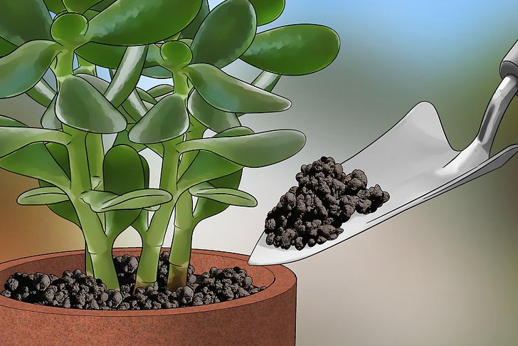 粉虱的四种防治方法 粉虱的四种防治方法