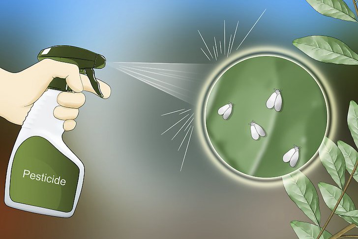 粉虱的四种防治方法 粉虱的四种防治方法
