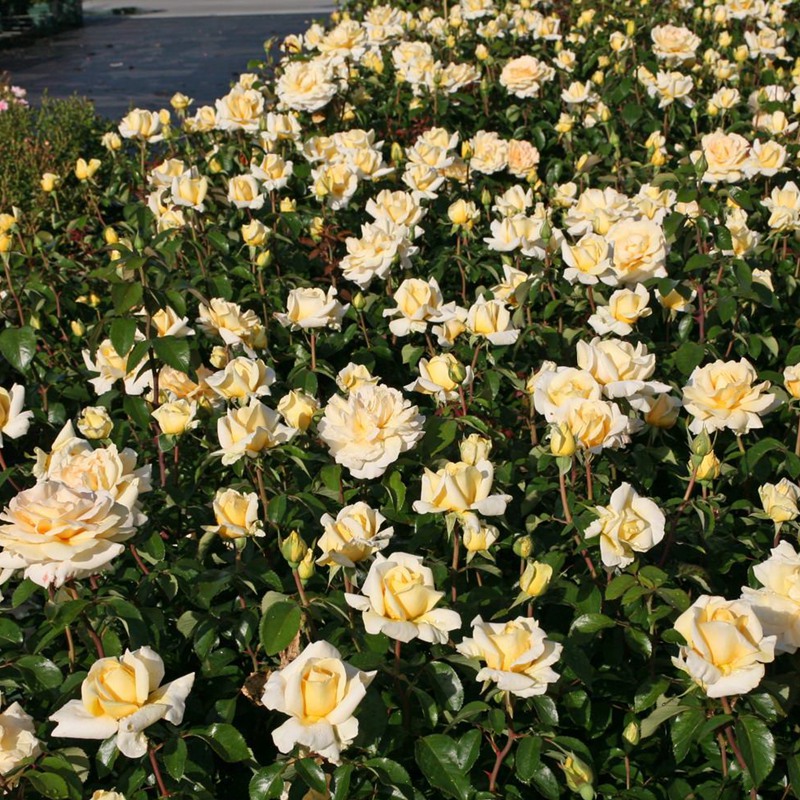 冬阳Winter Sun 冬阳Winter Sun