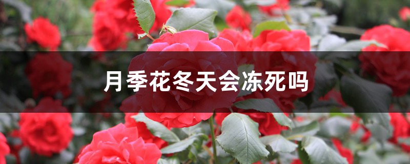 月季花冬天会不会冻死 月季花冬天会不会冻死