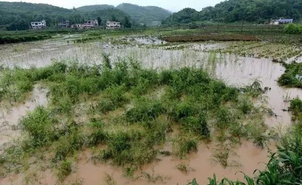 大雨过后草坪、苗木的养护和复壮管理 大雨过后草坪、苗木的养护和复壮管理