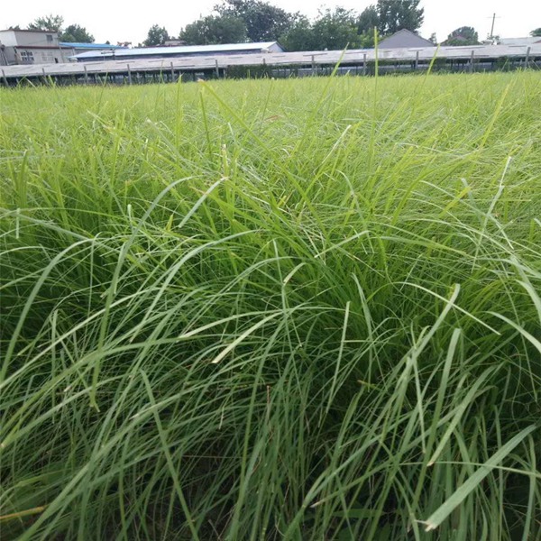 弯叶画眉草 弯叶画眉草