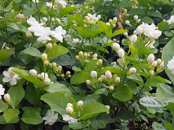 茉莉花 茉莉花