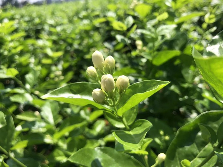 茉莉花 茉莉花