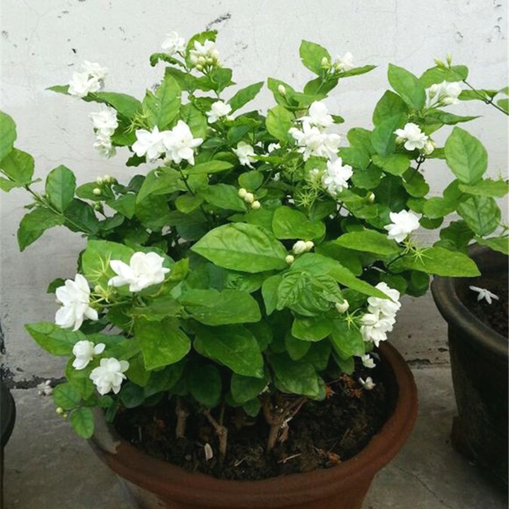 茉莉花 茉莉花