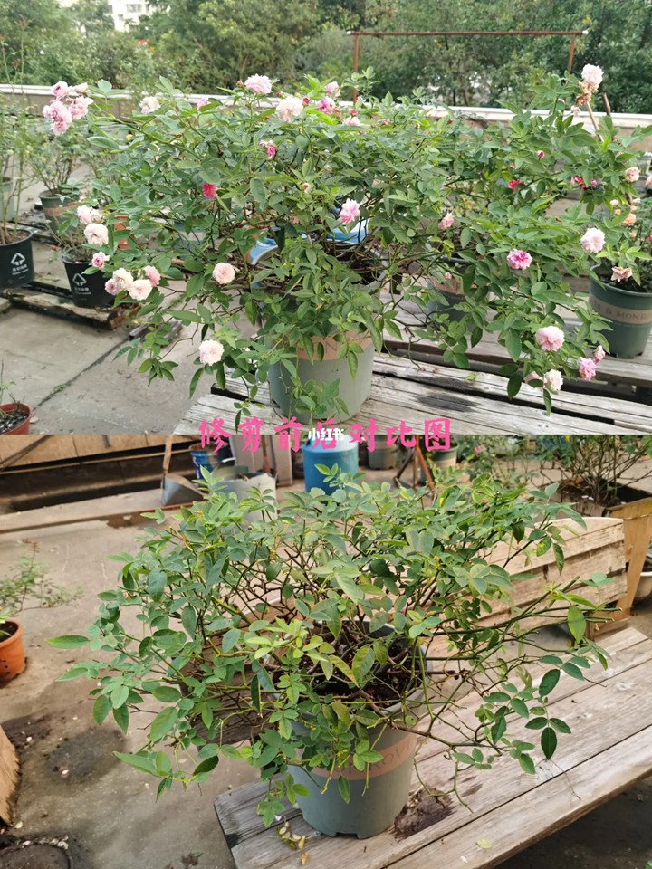 立秋过后月季修剪注意事项 立秋过后月季修剪注意事项