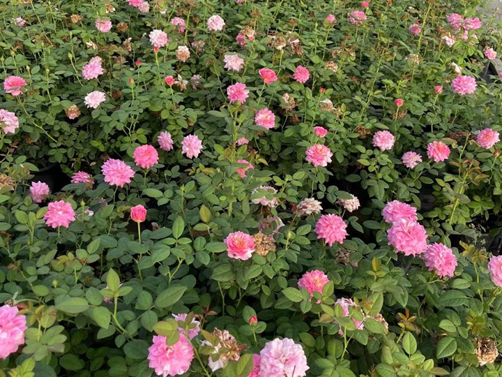 月季花可以食用吗? 月季花可以食用吗?