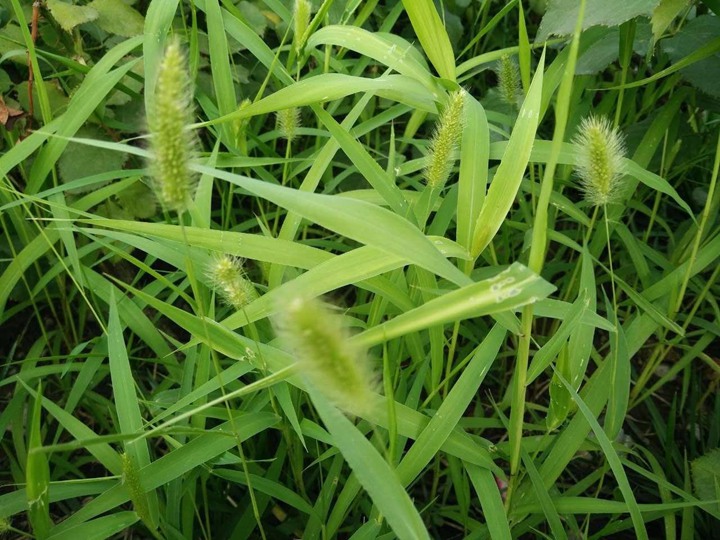 狗尾巴草 狗尾巴草