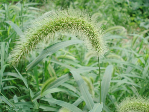 狗尾草的功效及作用 狗尾草的功效及作用