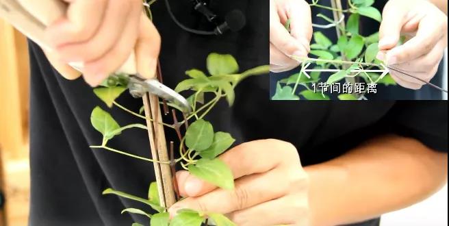 铁线莲秋季修剪换盆指南 铁线莲秋季修剪换盆指南